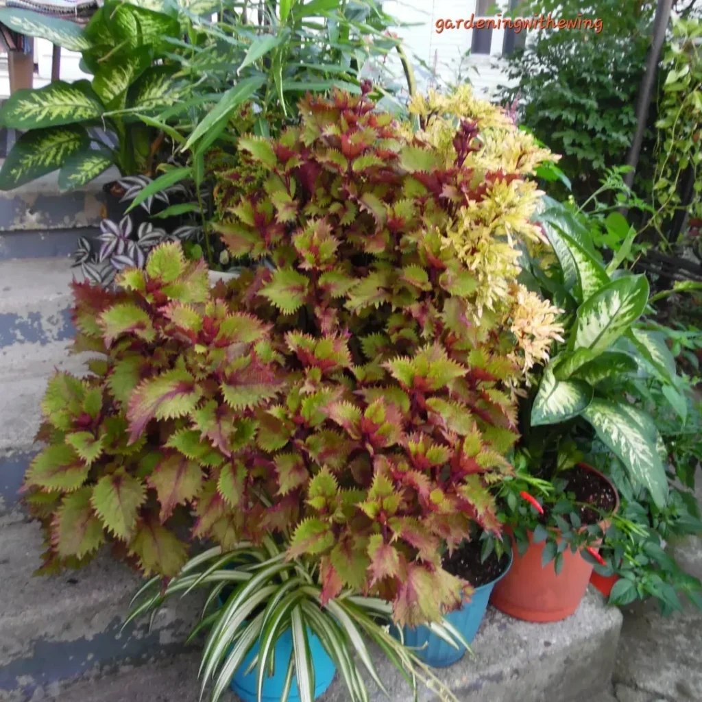 several potted coleus