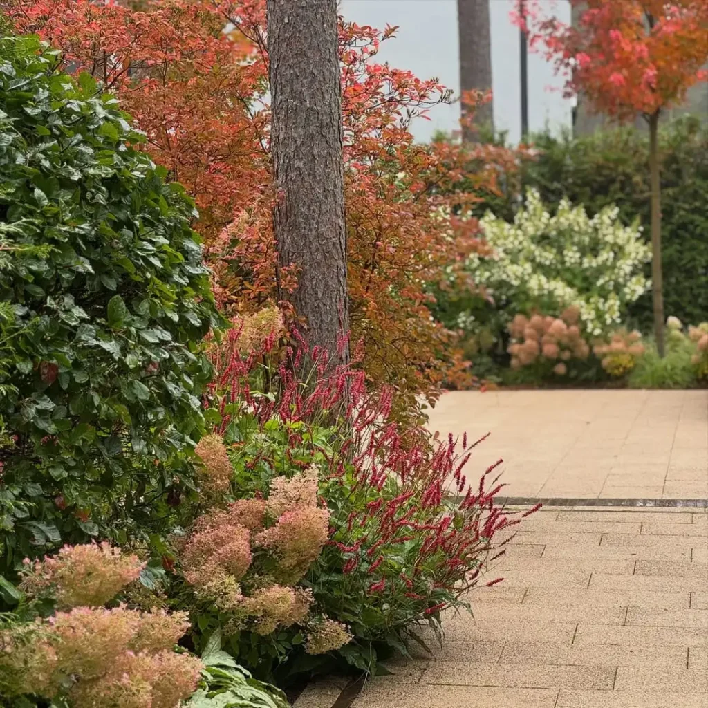 small trees or shrubs garden cheap