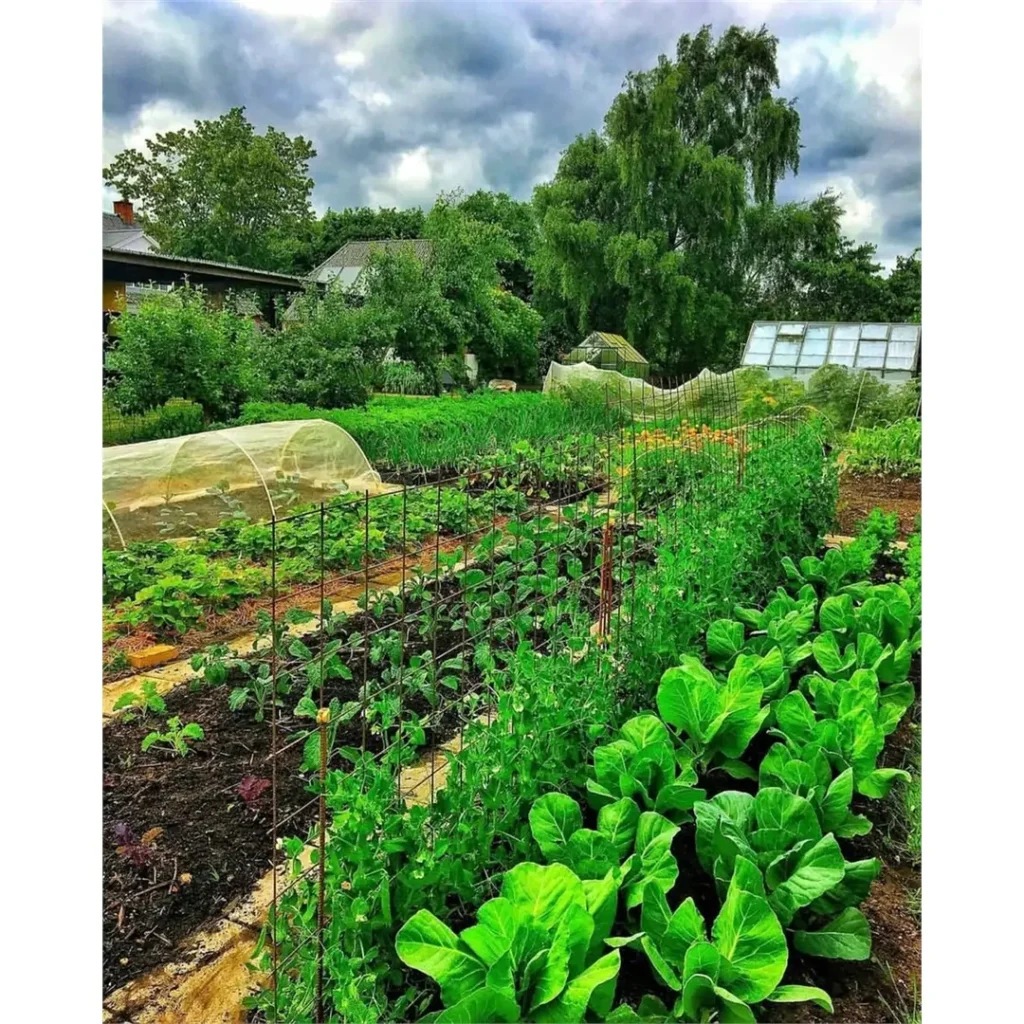 vegetable garden cheap