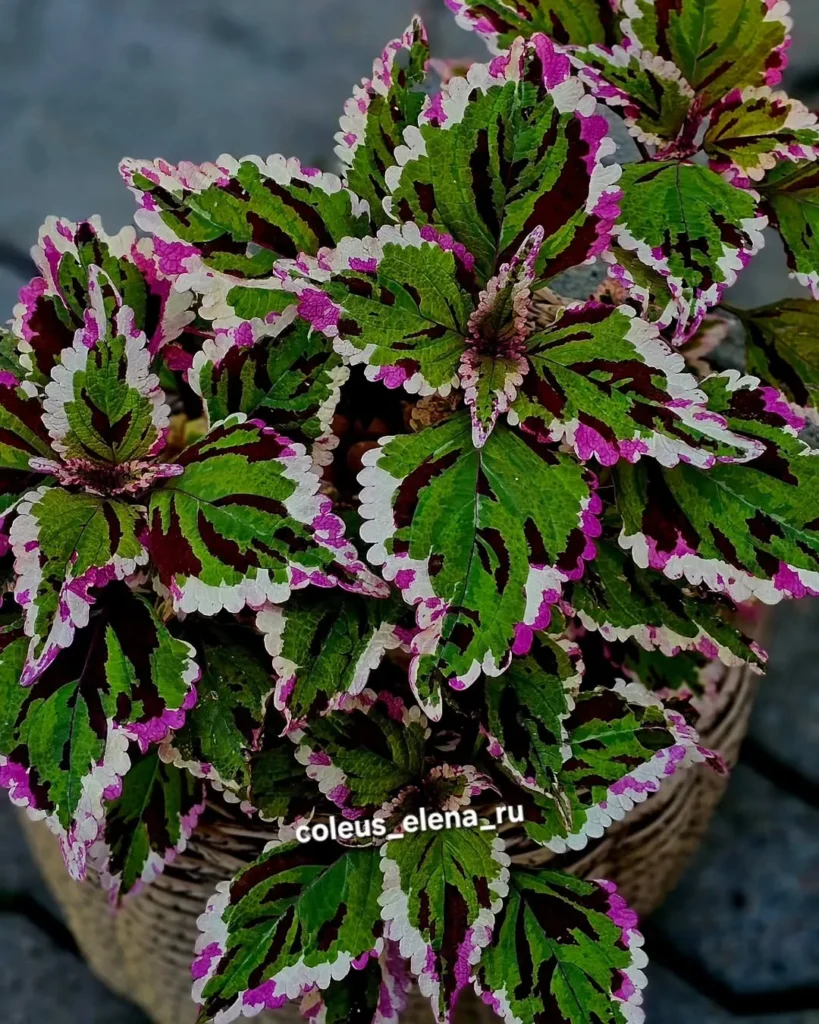 white and magenta coleus