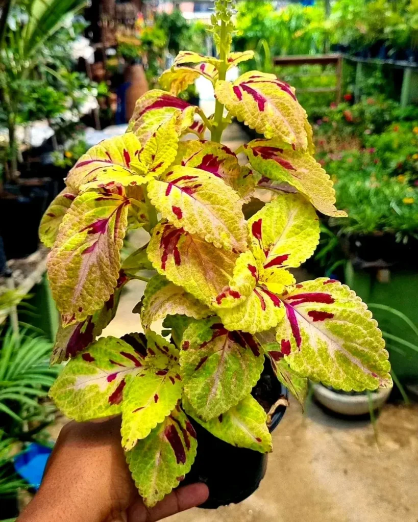 yellow coleus