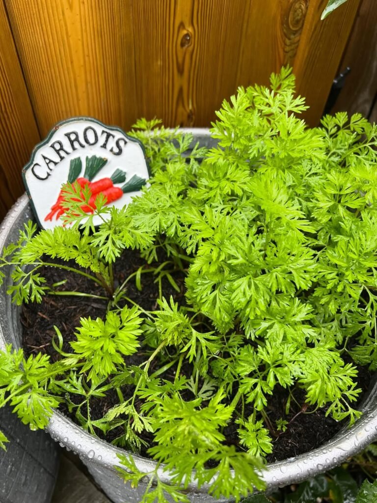 august sown carrots looking full of promise! i can’t wait to see what’s happening underneath the