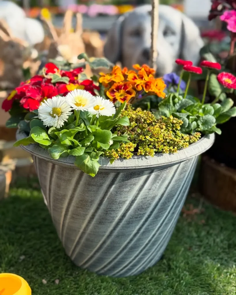 bellis perennis plant pots