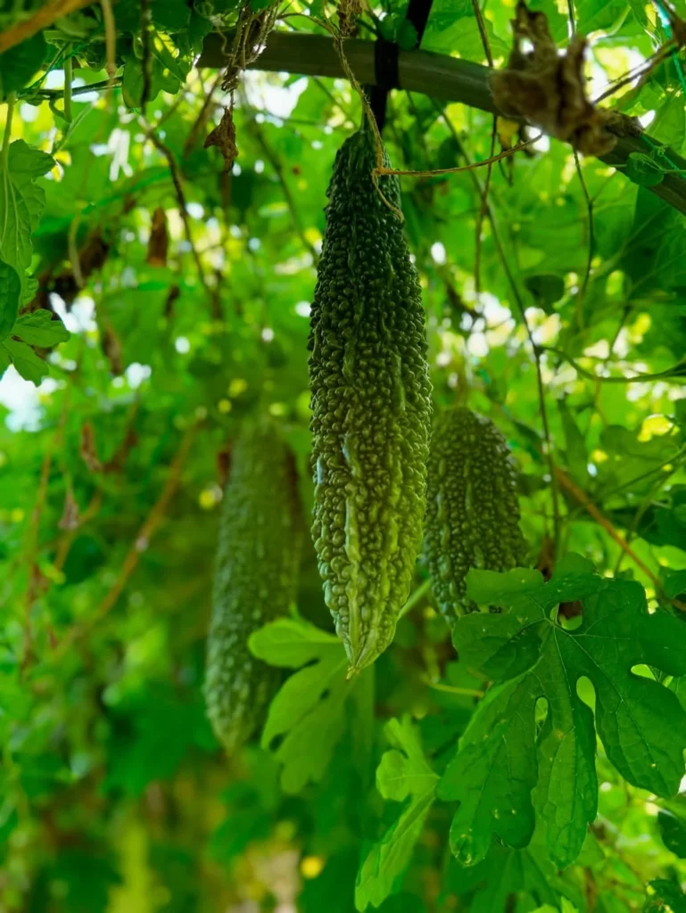bitter gourd