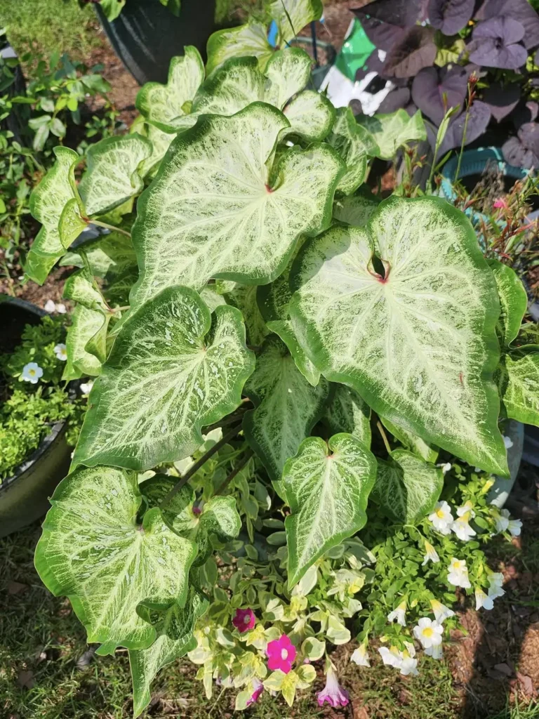 caladium plant pots
