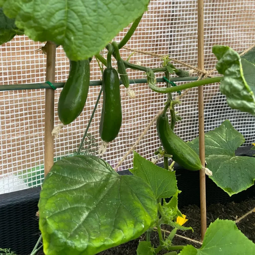 cucumber plant
