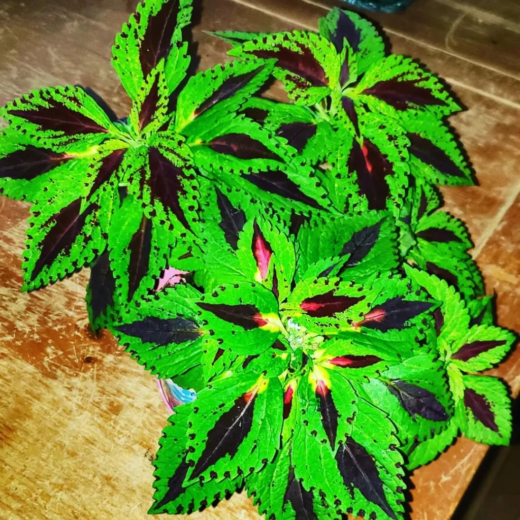 green coleus plant