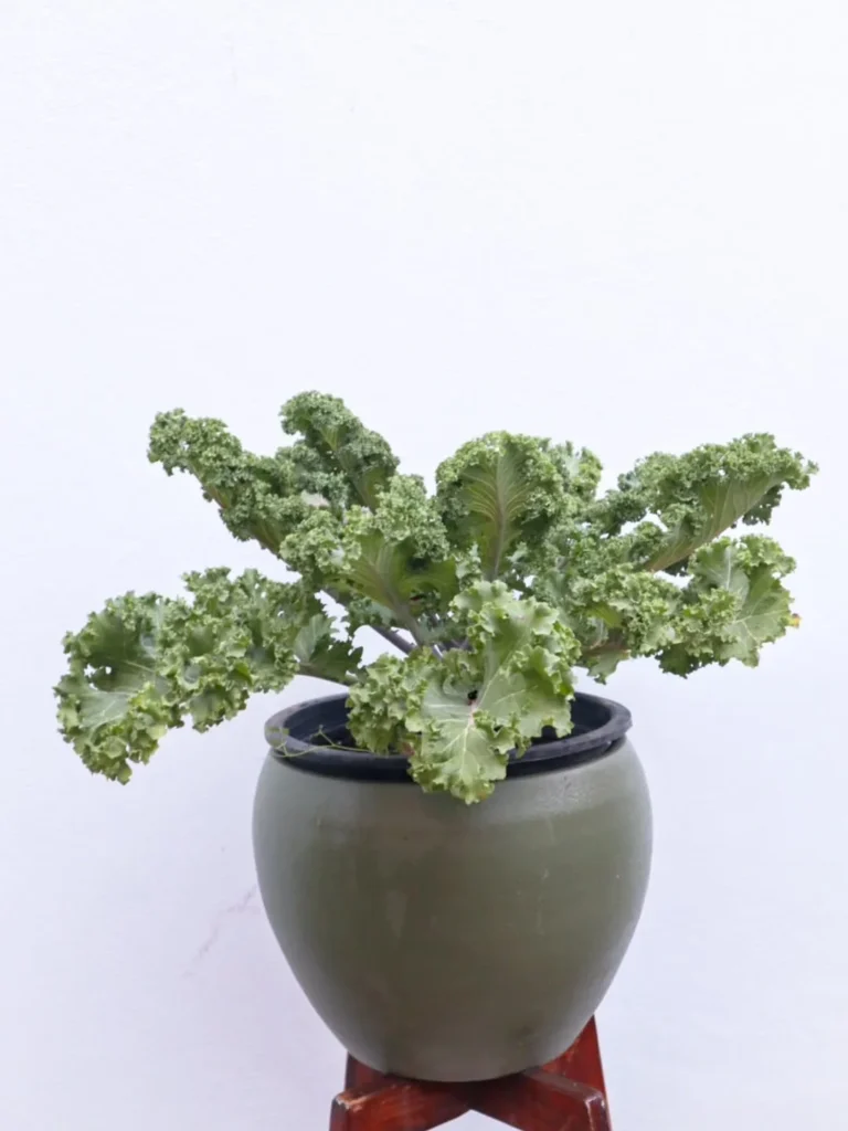 kale plant