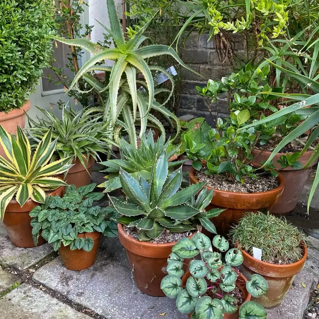 large spiky plants pots