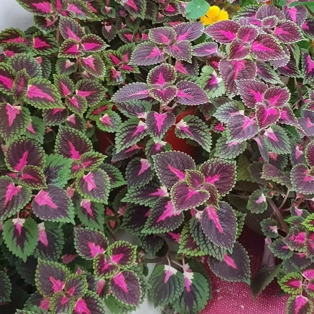 maroon foliage coleus plant