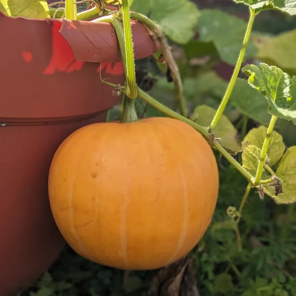 pumpkin plant
