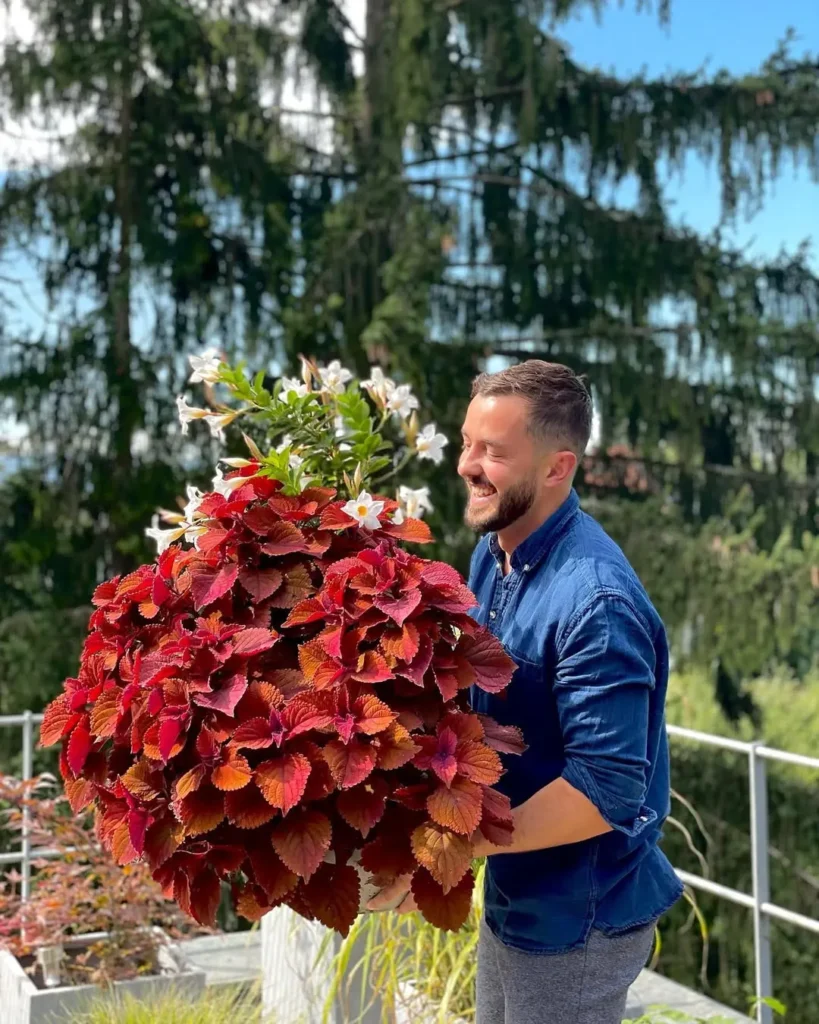 red leaf coleus plant