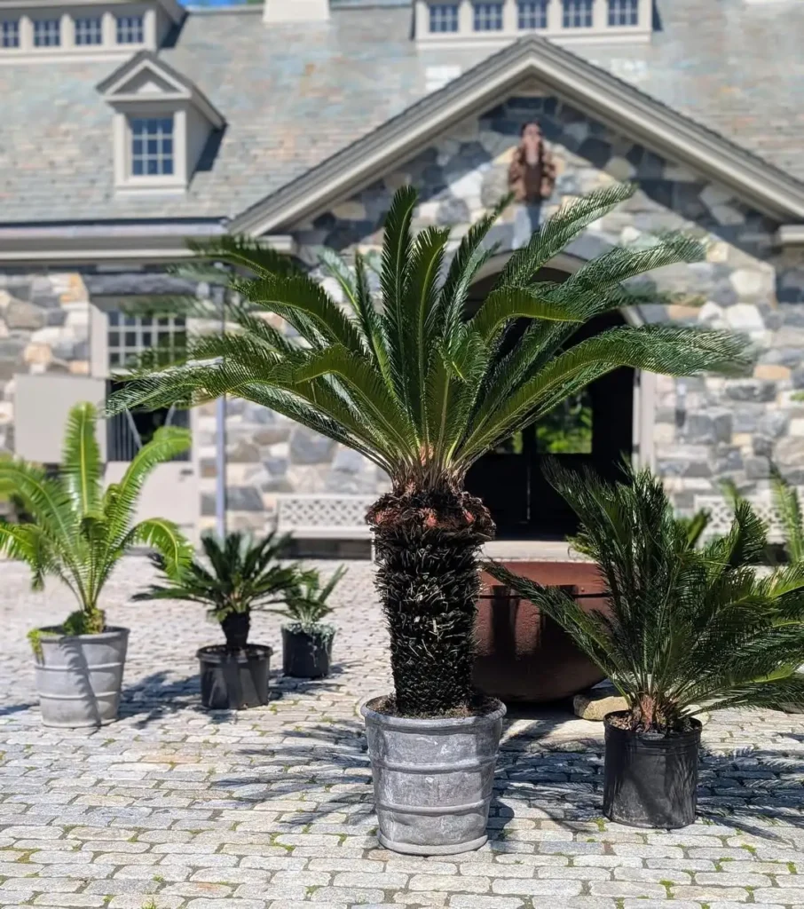 sago palm plant pots