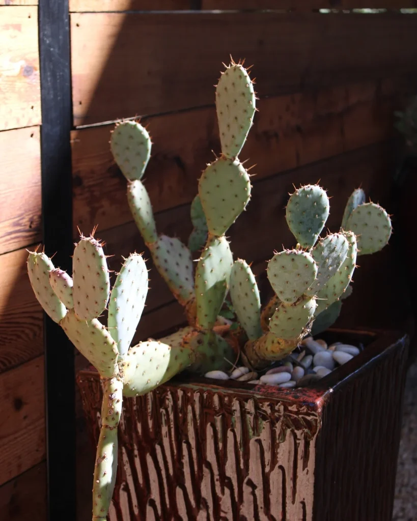 santa rita prickly pear plant pots