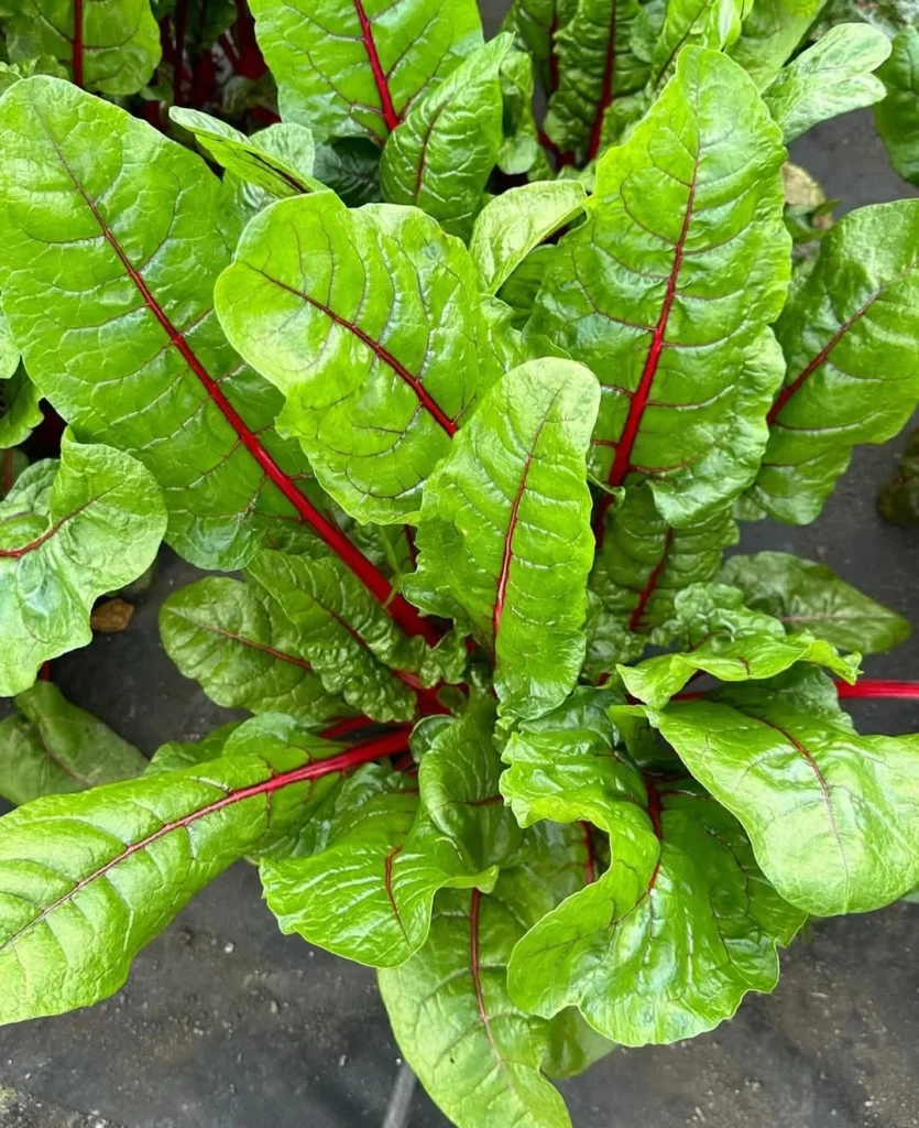 swiss chard