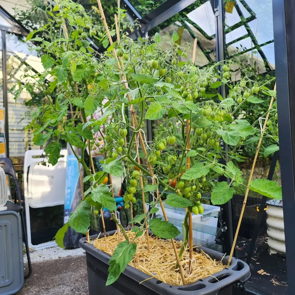 tomatoes plant