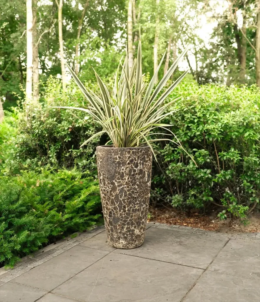 variegated flax lily pots