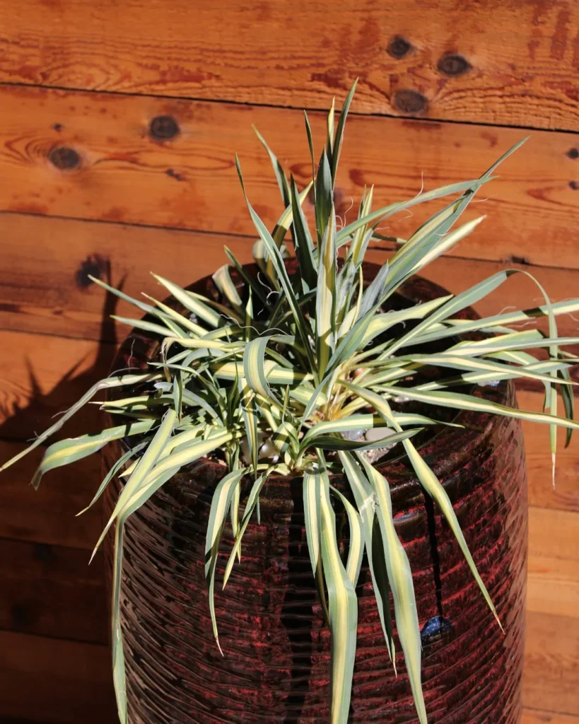 yucca plant pots