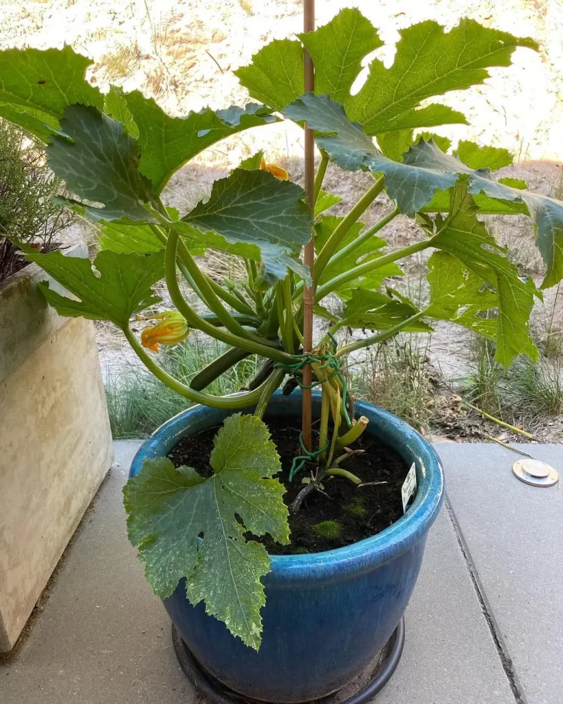 zucchini plant