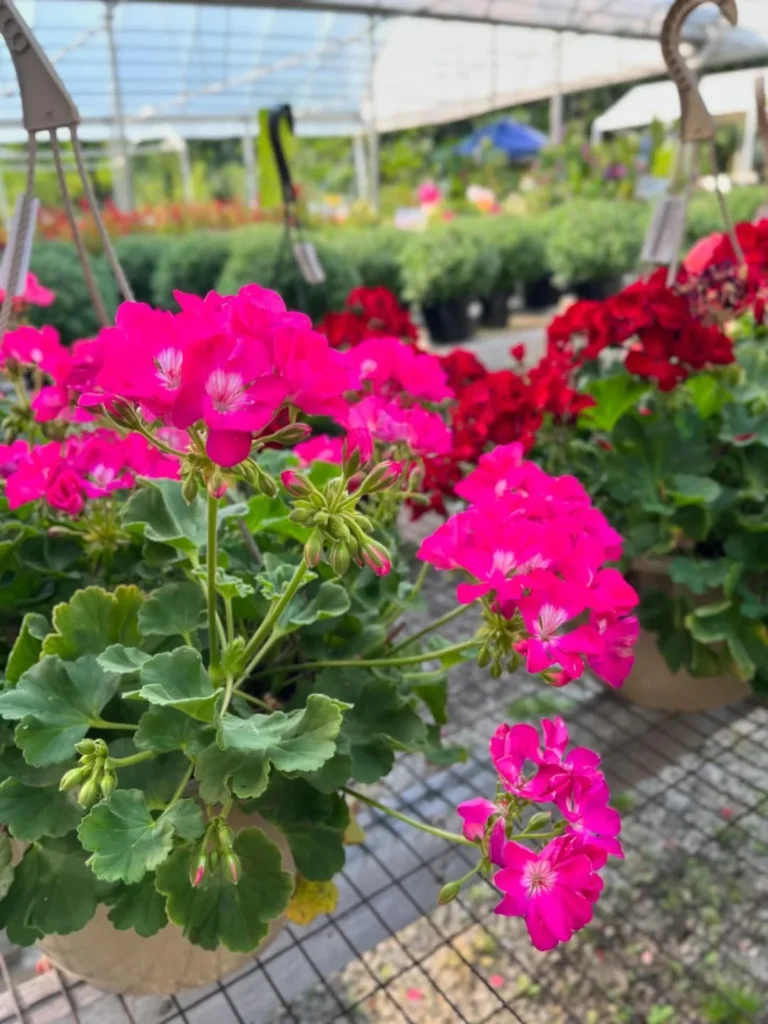 geraniums plant pots