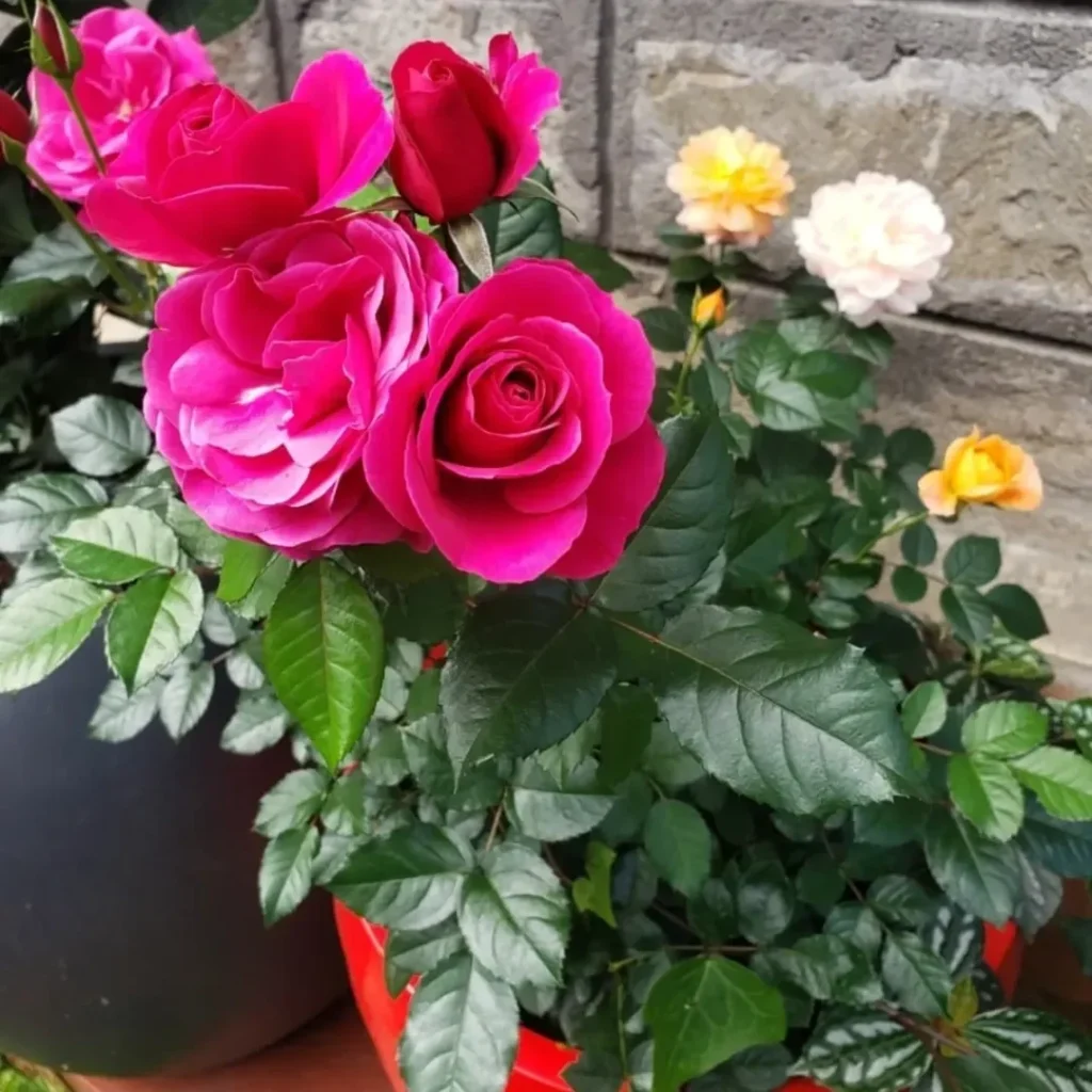 pink rose plant pots