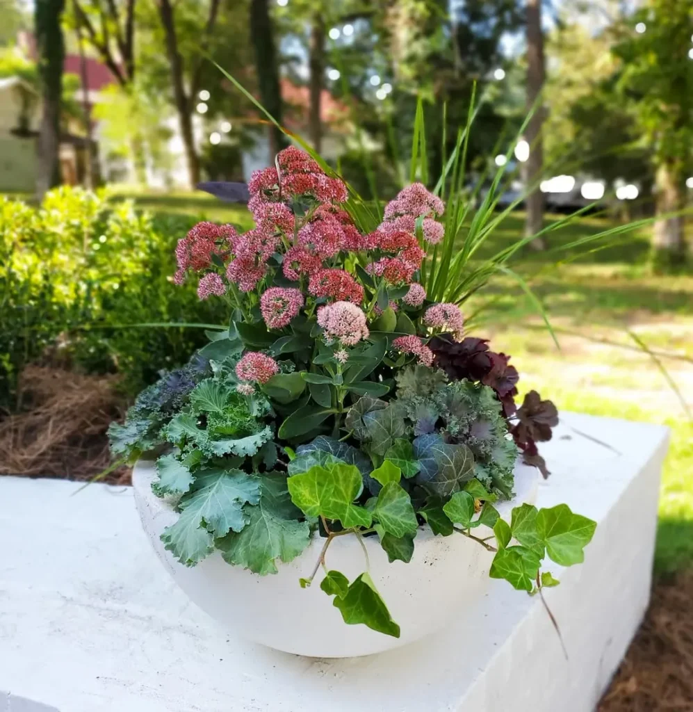 stonecrop plant pots