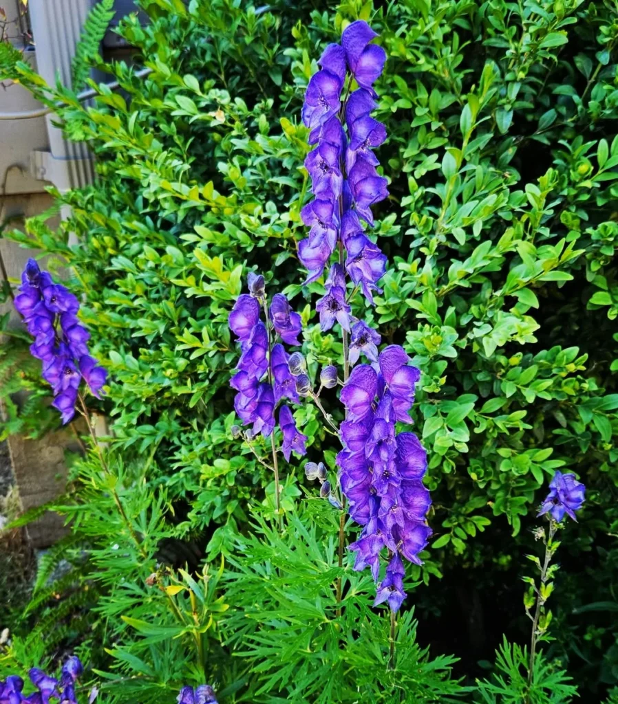 aconite garden