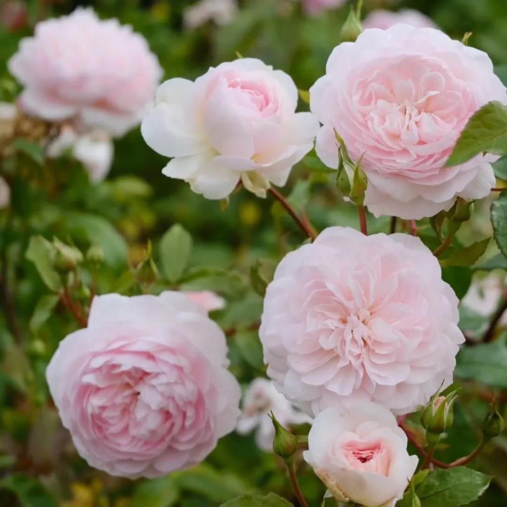 alba pink rose in a garden