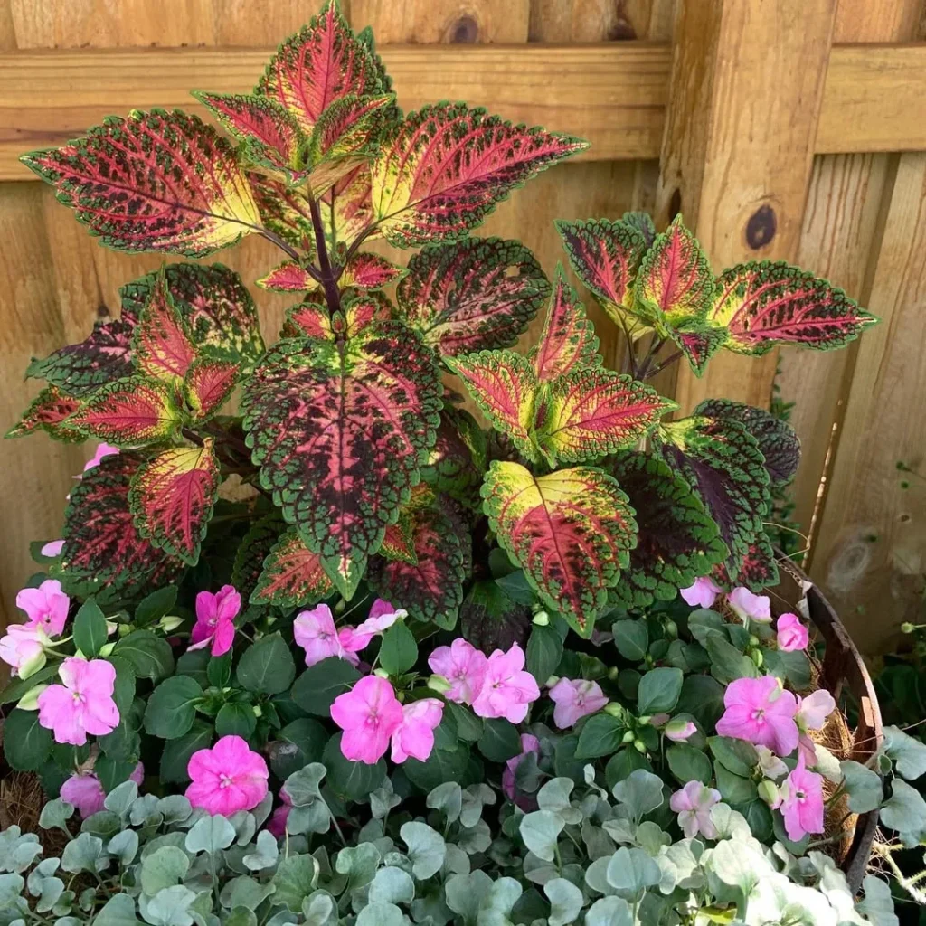 allison coleus plants