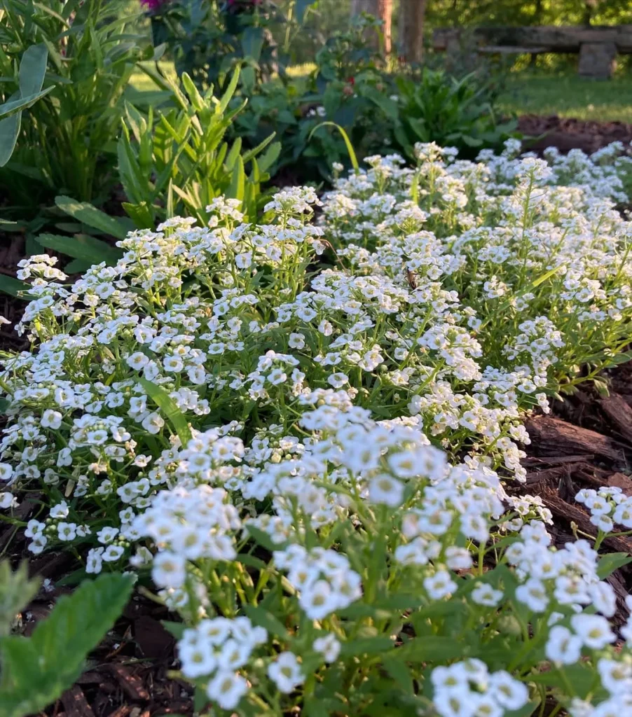 alyssum garden