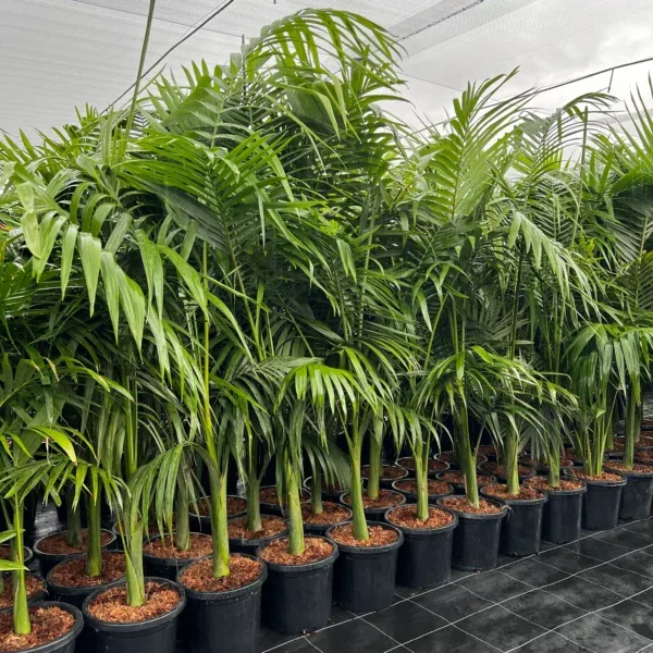 areca palm outdoor plant