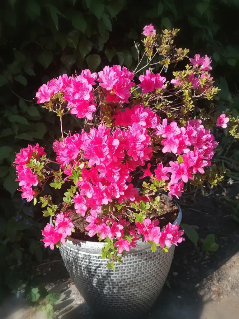 azalea plants in pots (1)
