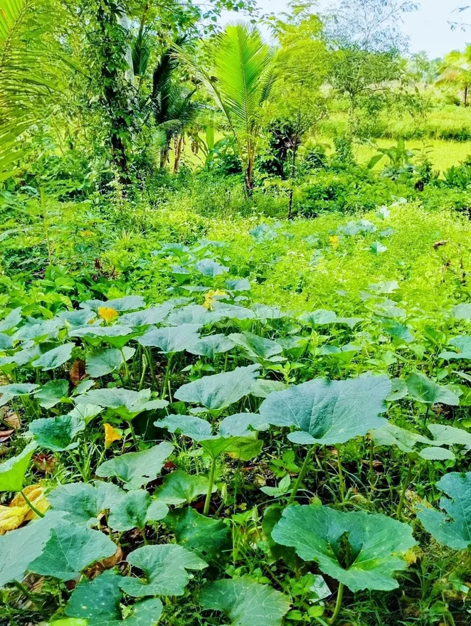 backyard pumpkin garden