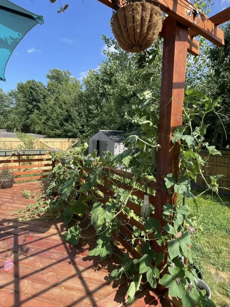 balcony pumpkin garden