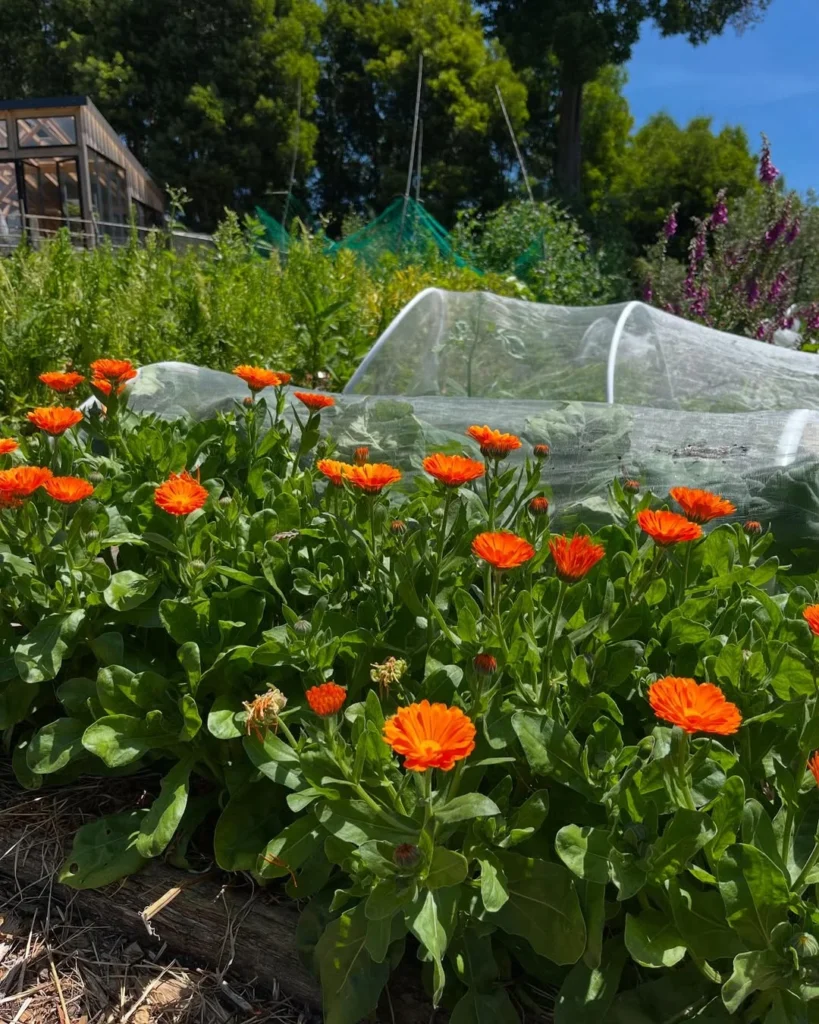 beautiful huerta and all the flowers permaculture