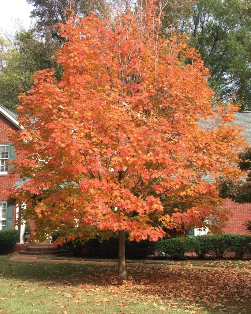 beautiful tree in front yard
