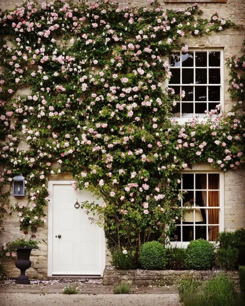 beautiful wall of roses
