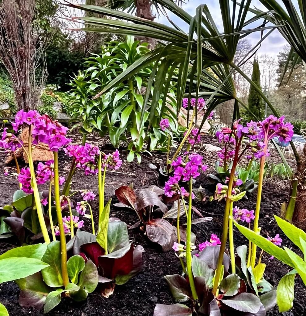bergenia cordifolia ‘shoeshine rose’ has small burnished leaves and large stalks of dark pink fl