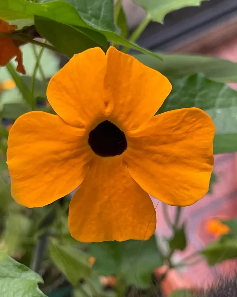 black eyed susan