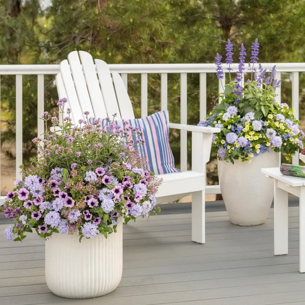 bordeaux petunia plant