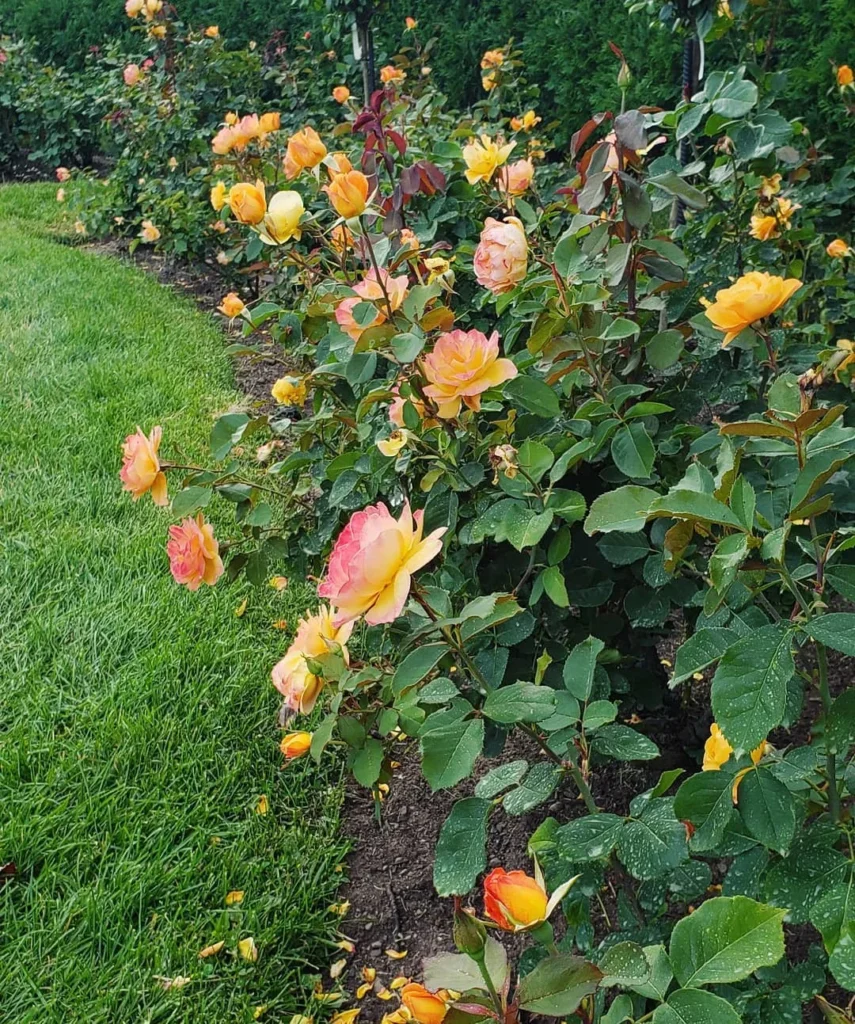 border a pathway roses