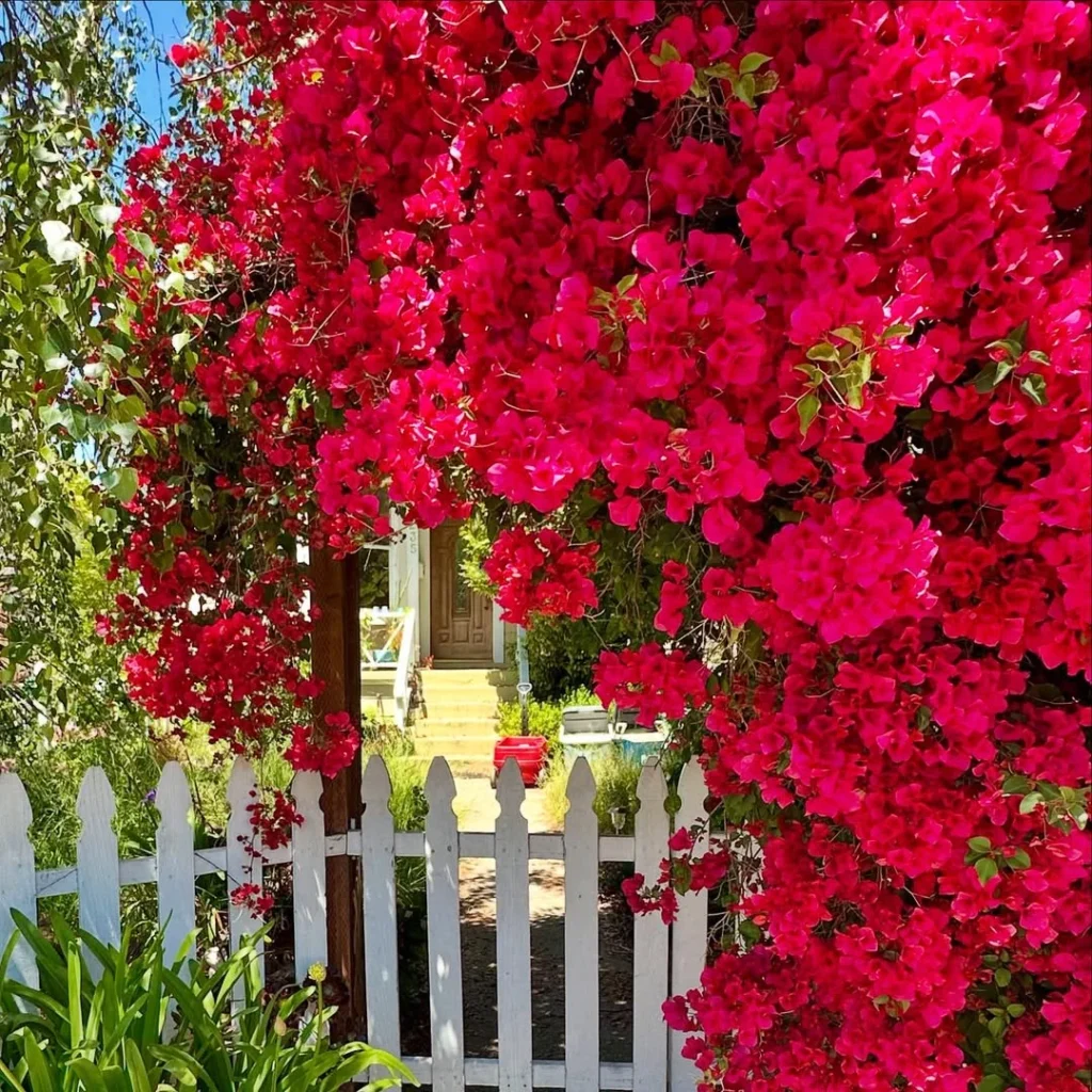 bougainvillea fence plant