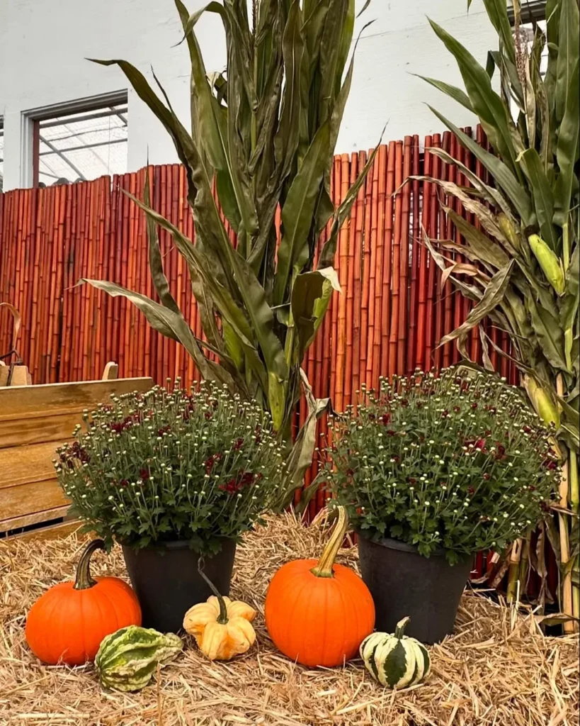 bundle of corn stalks