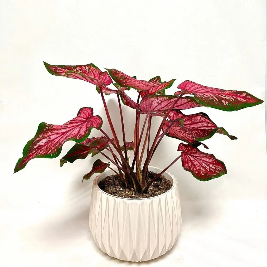 caladium strap leaf