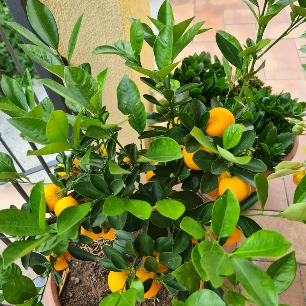 calamondin tree (1)