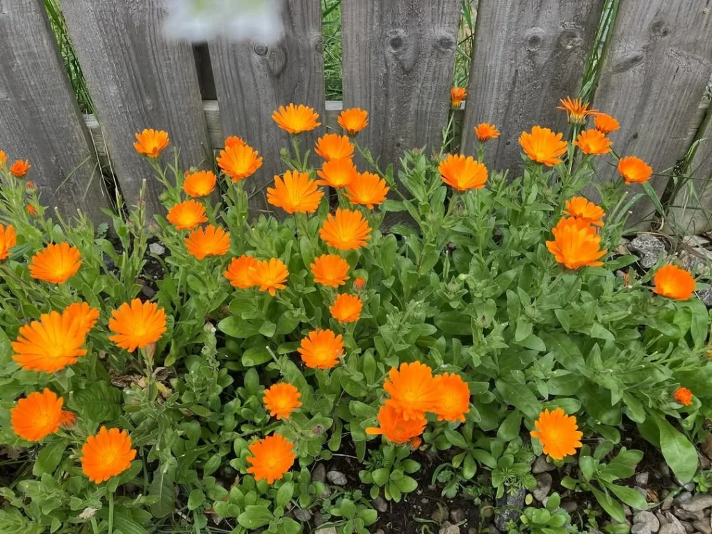 calendula garden