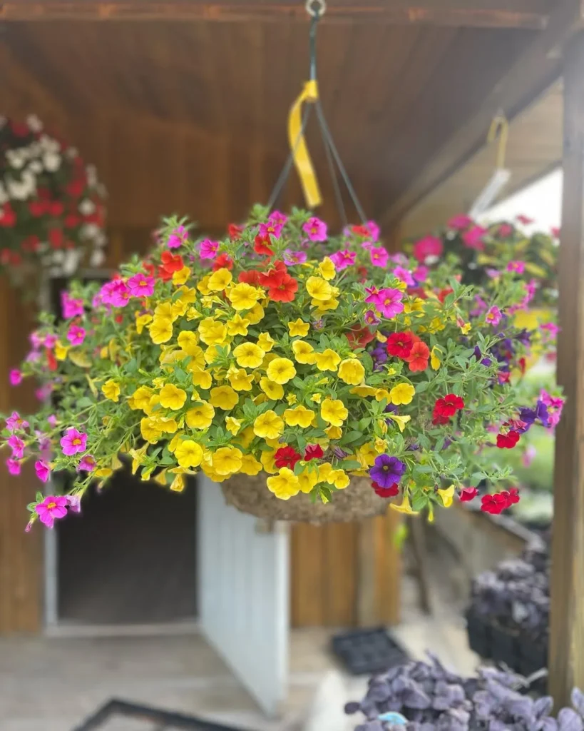 calibrachoa
