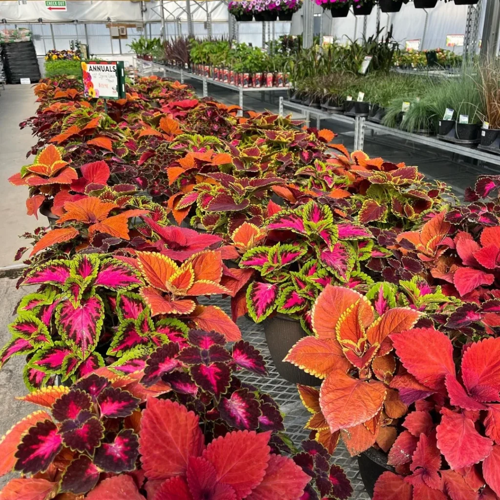 campfire coleus plant