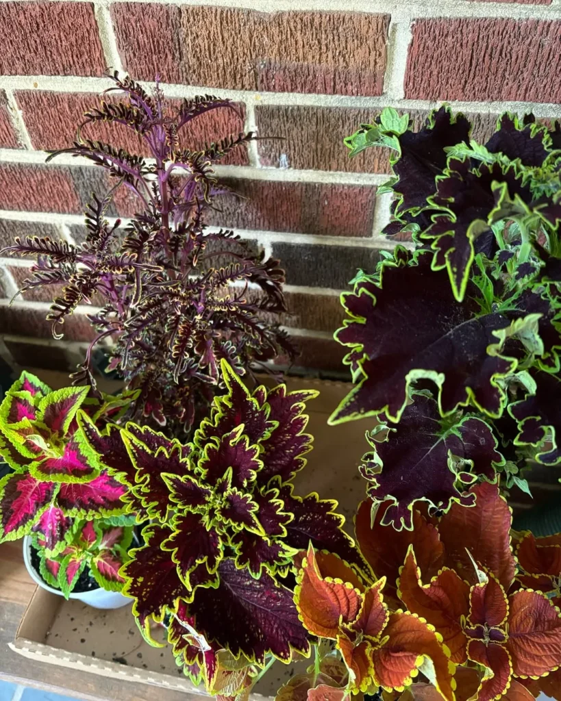 chocolate drop coleus plant