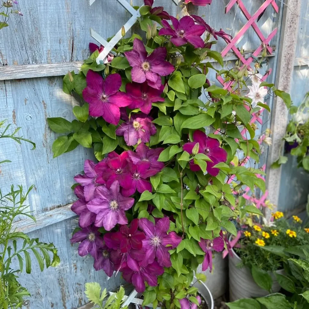 clematis plants in pots
